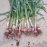 带棵大蒜0.22/棵