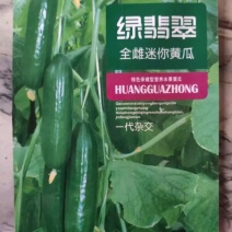 一代杂交黄瓜。绿翡翠全雌迷你黄瓜