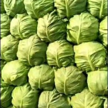 甘蓝