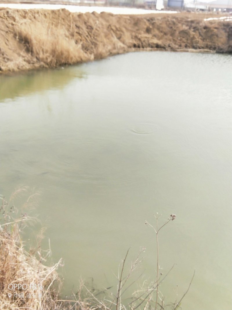 精品黑鱼苗乌鱼生长速度快抗病能力强基地直供，发货全国各地