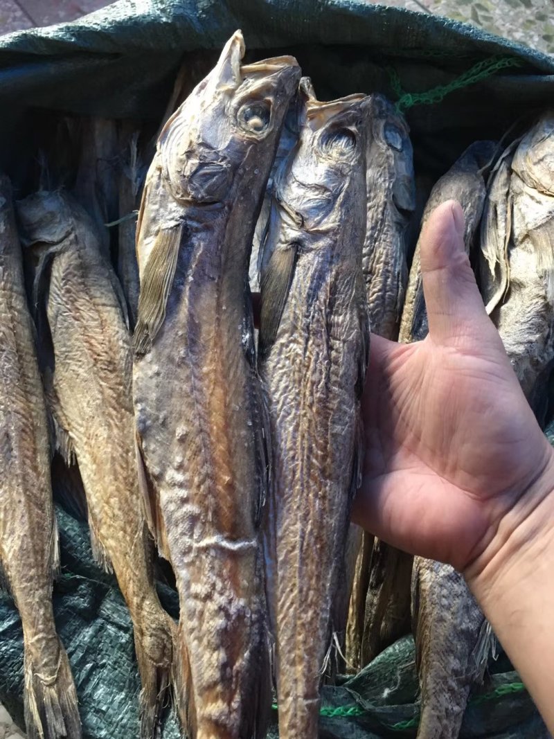 柴鱼