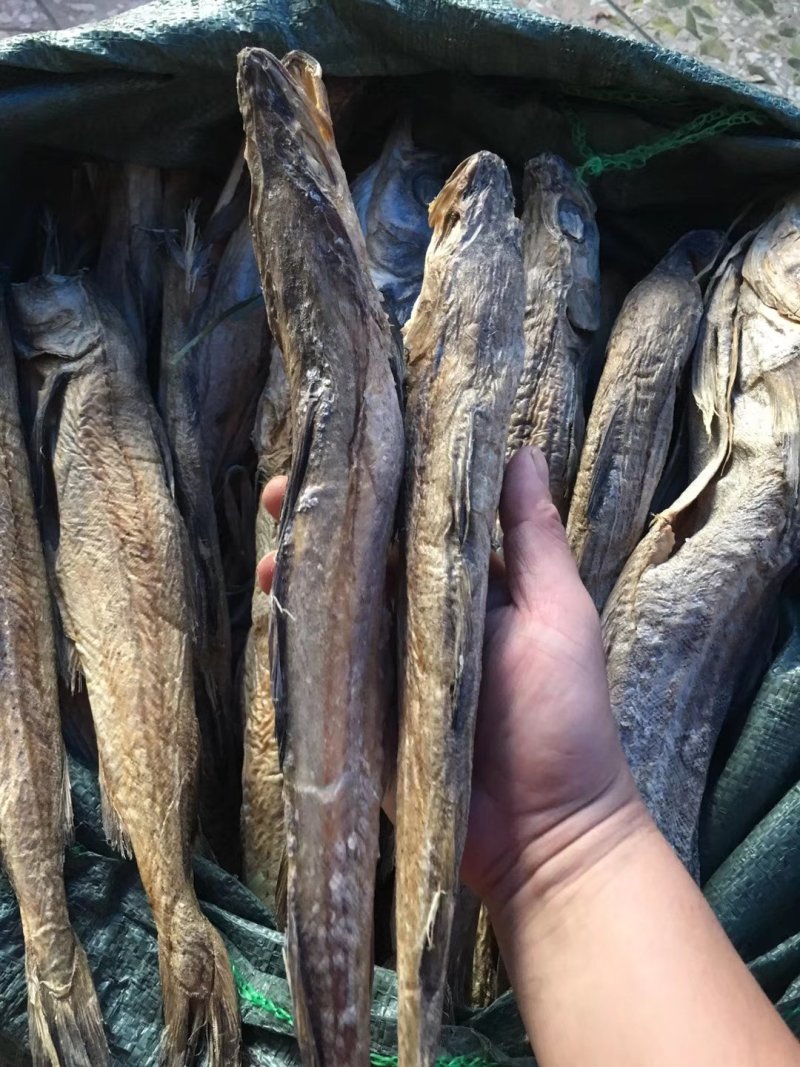 柴鱼
