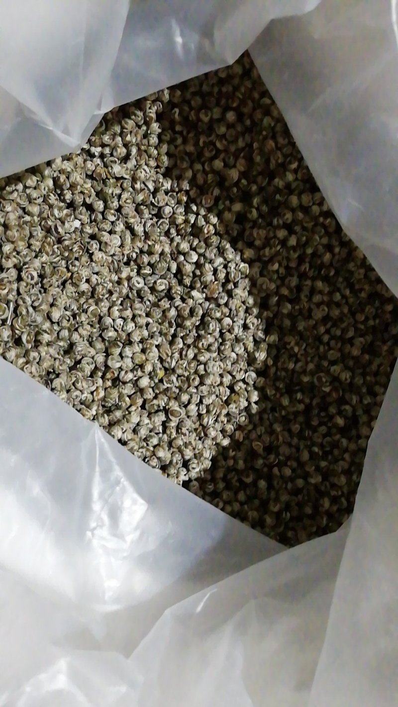 白龙珠产地批发