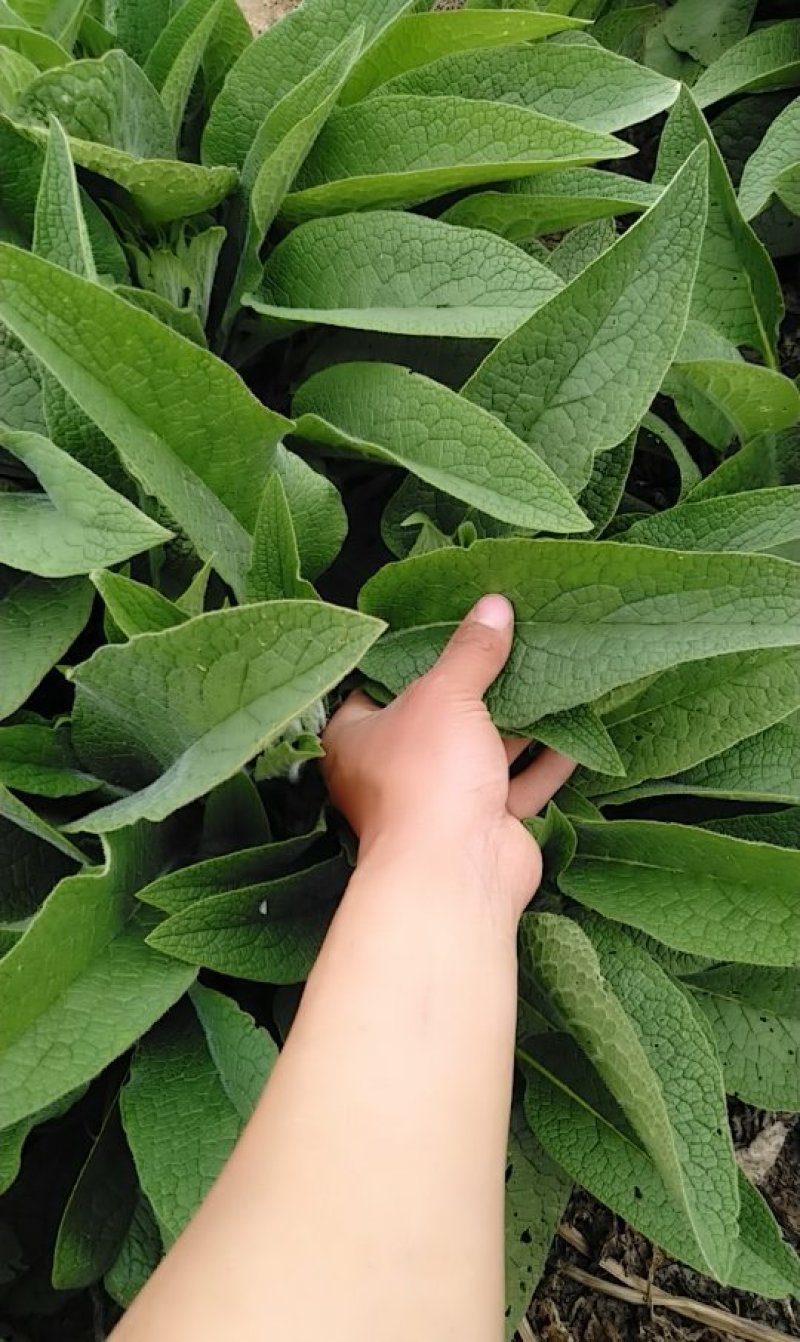 俄菜俄罗斯饲料菜根好活