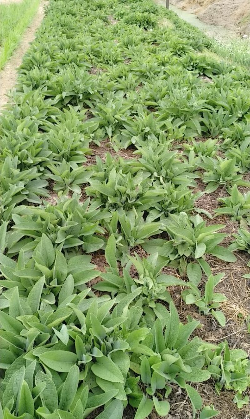 俄菜俄罗斯饲料菜根好活