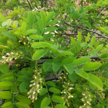 河南野生鲜洋槐花