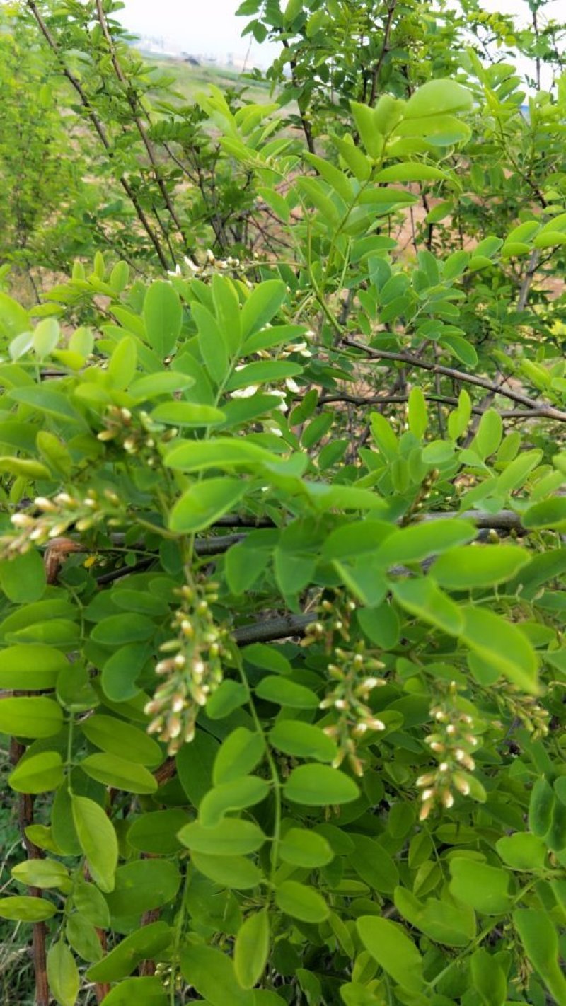 河南野生鲜洋槐花