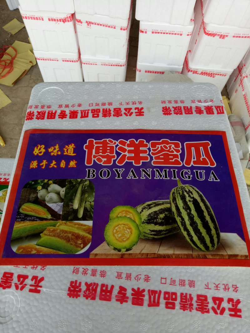 博洋61甜瓜产地直供，一手货源充足，口感清脆甜爽，清香，