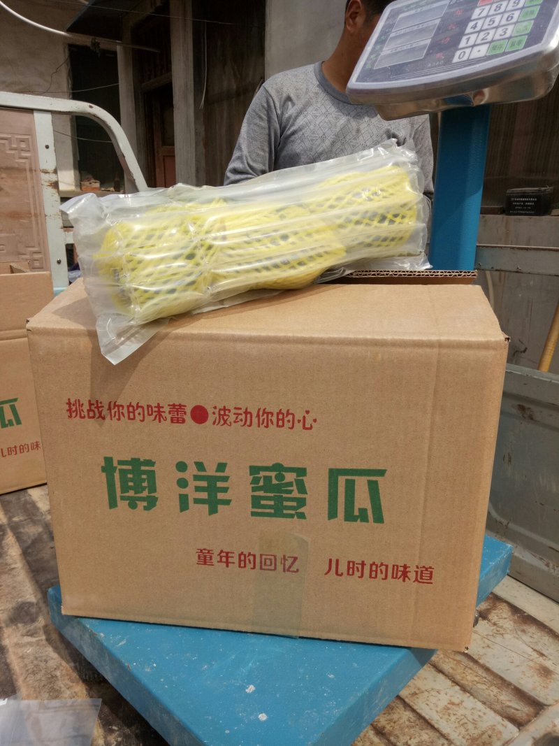博洋61甜瓜产地直供，一手货源充足，口感清脆甜爽，清香，