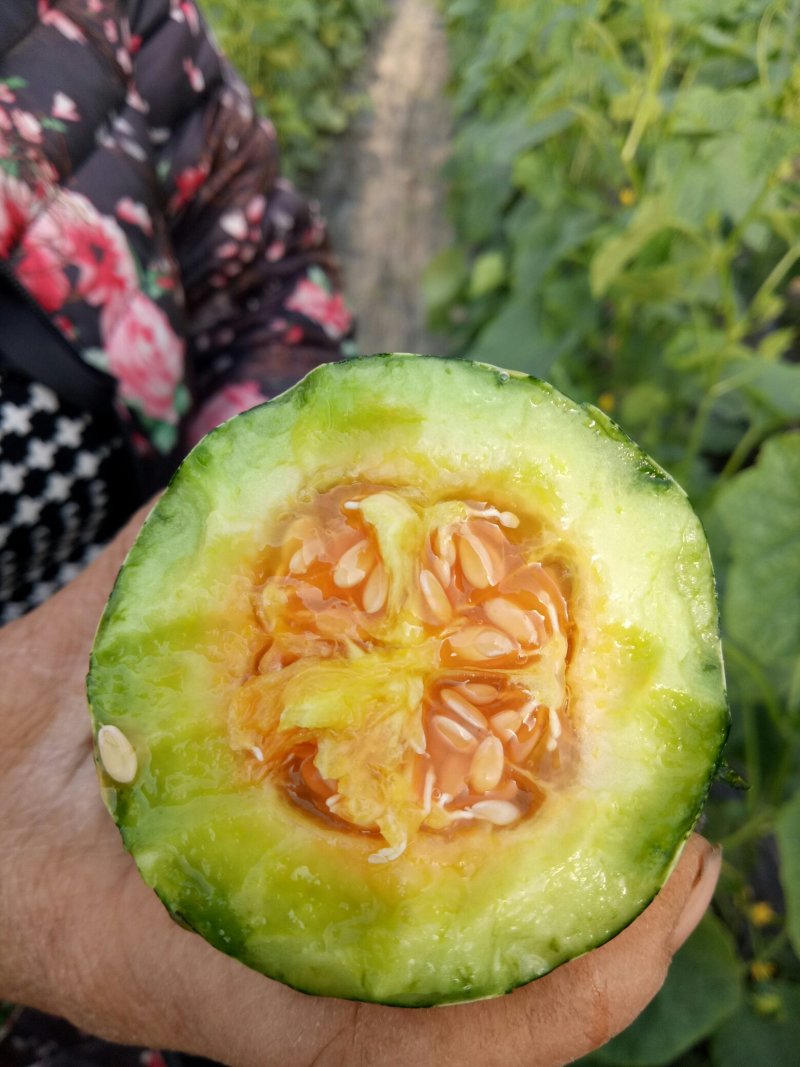 博洋甜瓜，口感清脆甜爽，回味清香，产地直供，一手货源，