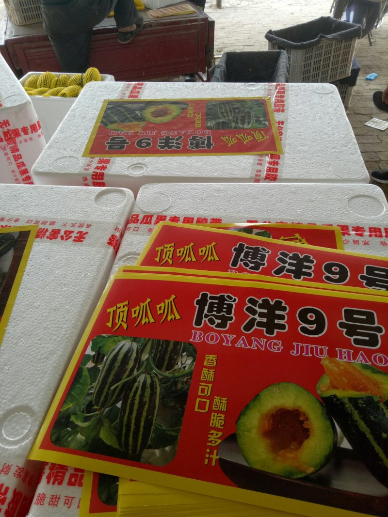 博洋甜瓜，口感清脆甜爽，回味清香，产地直供，一手货源，