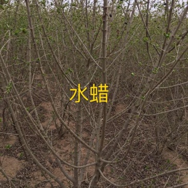 出售辽宁凌海3年生水蜡树苗