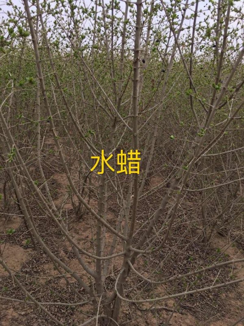出售辽宁凌海3年生水蜡树苗