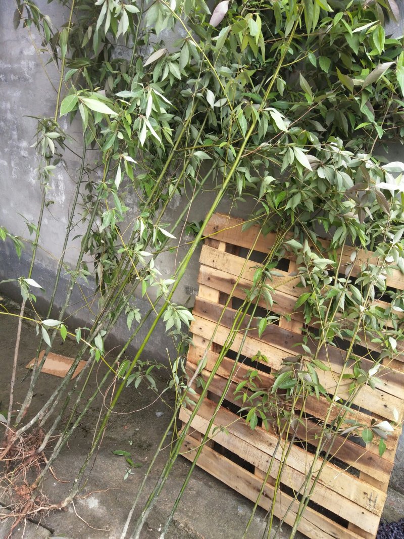 天然野生木姜苗。