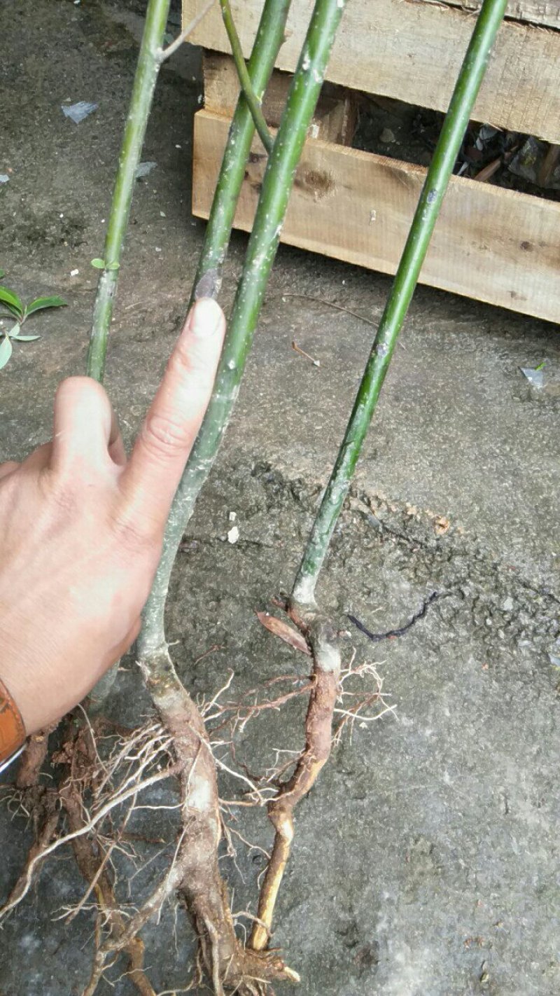 天然野生木姜苗。