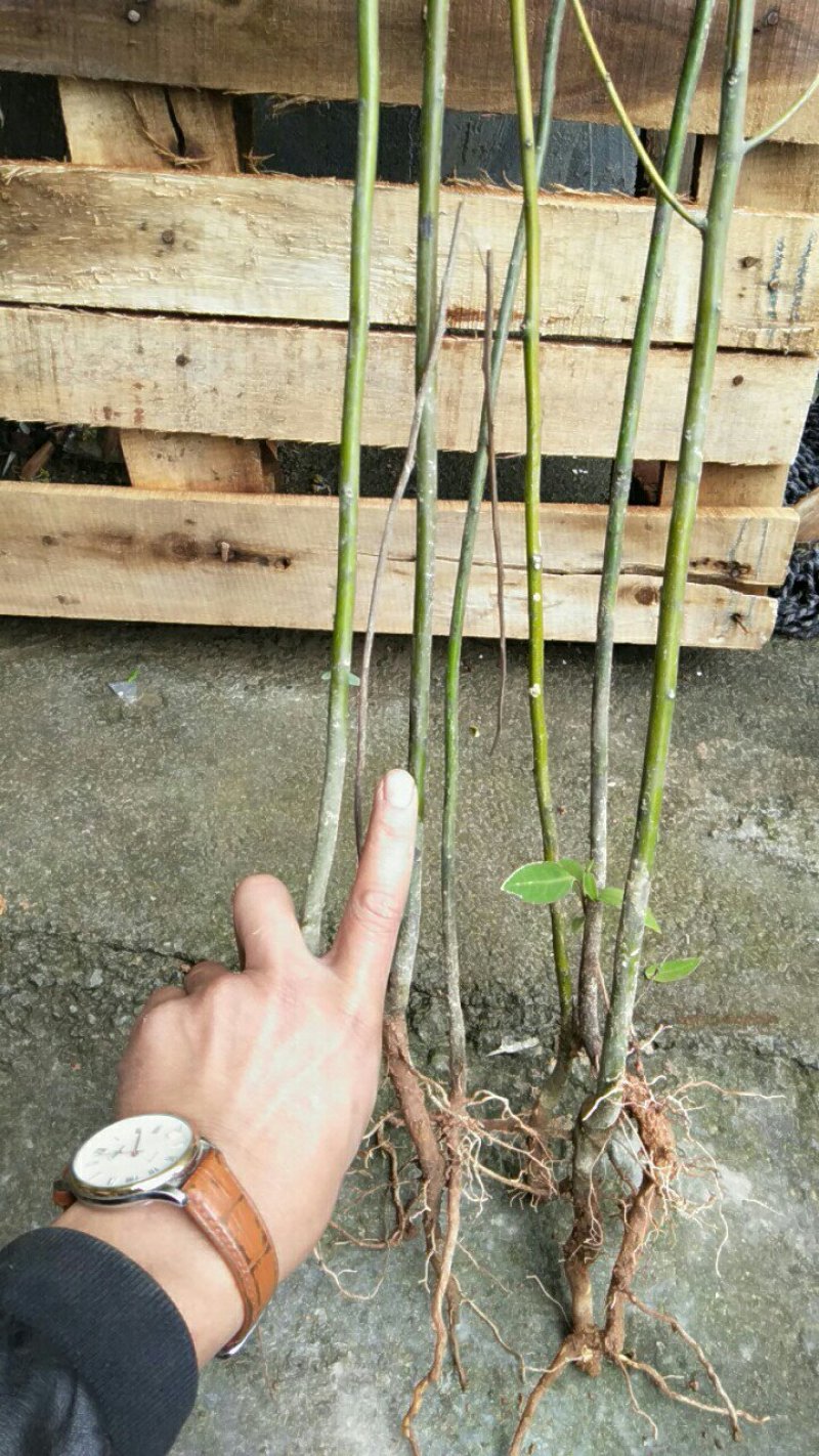 木姜子树苗