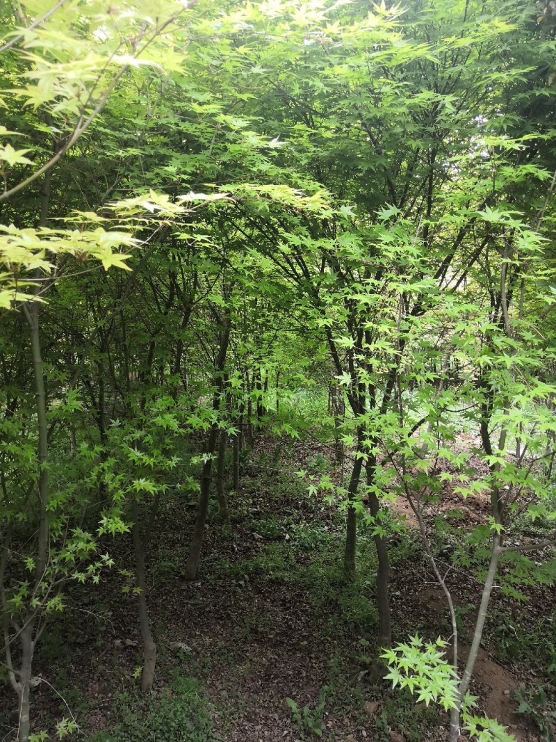 鸡爪槭
