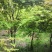 鸡爪槭