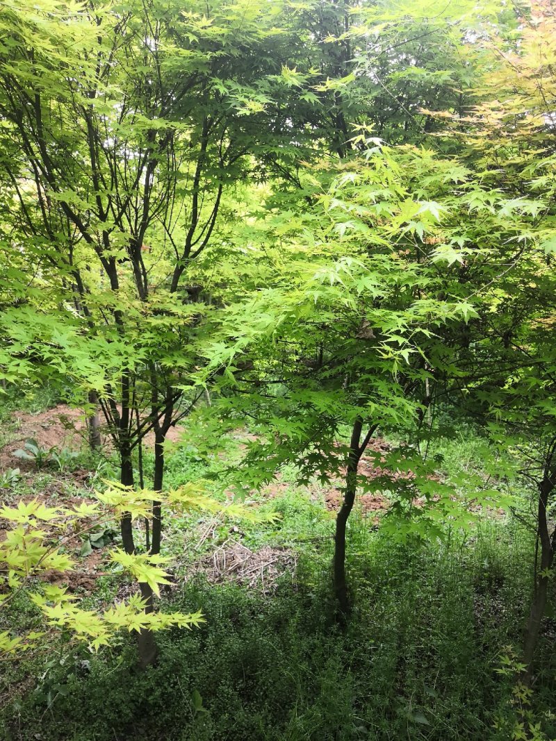 鸡爪槭