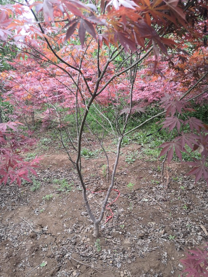 红枫