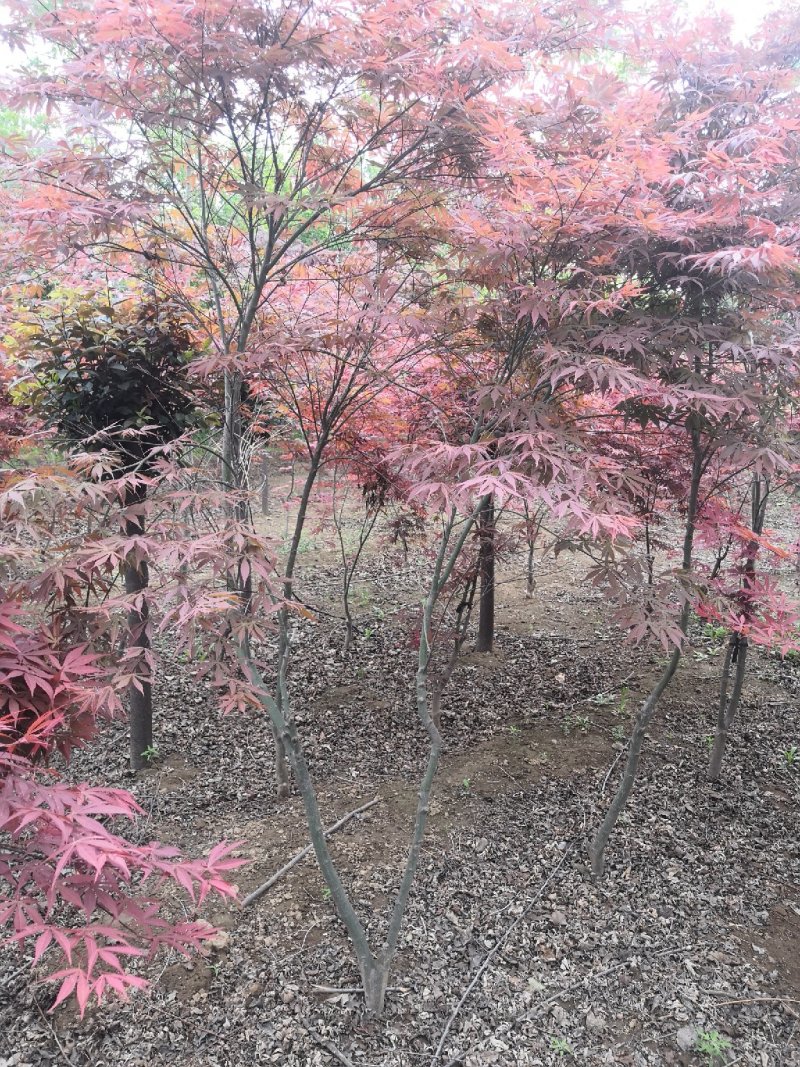 红枫