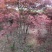 红枫