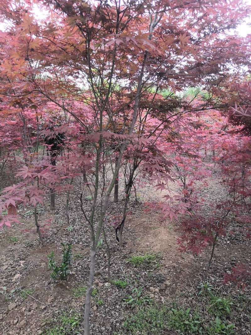 红枫