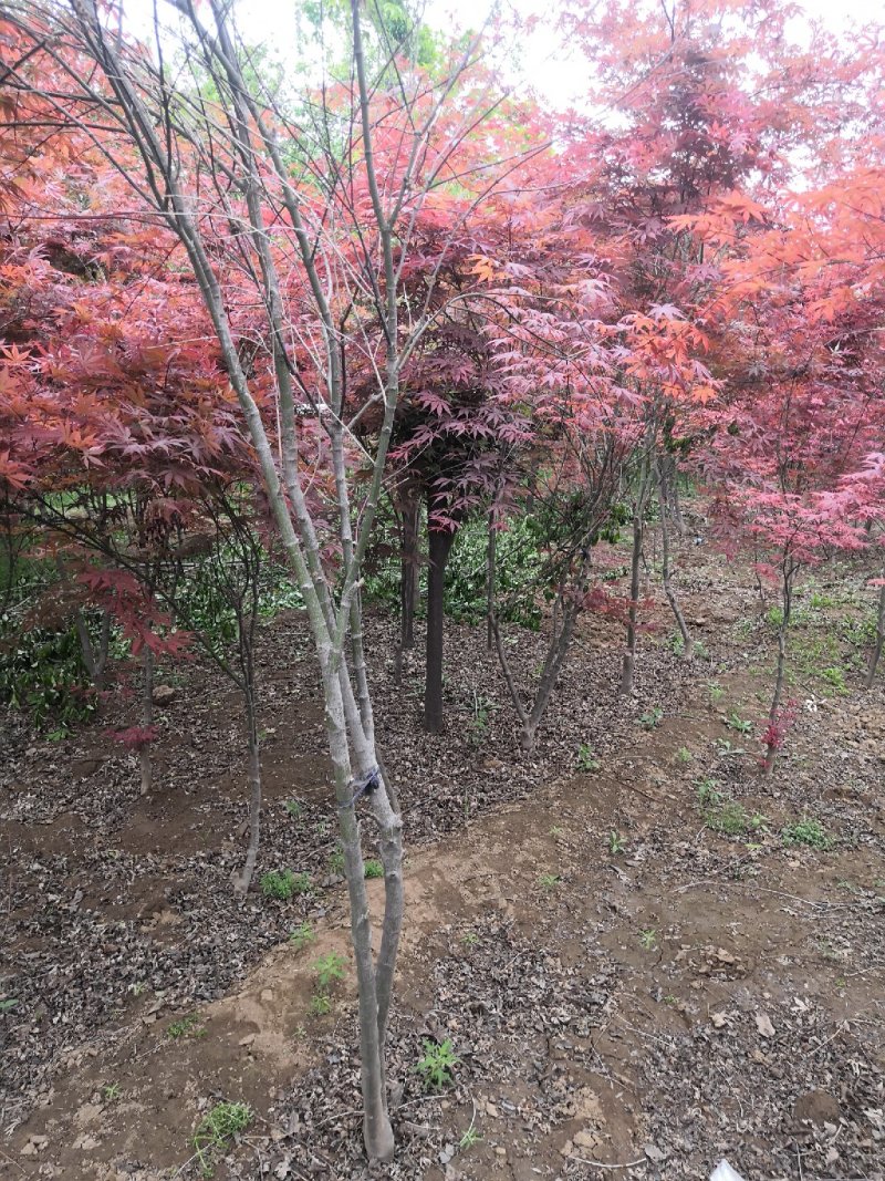 红枫