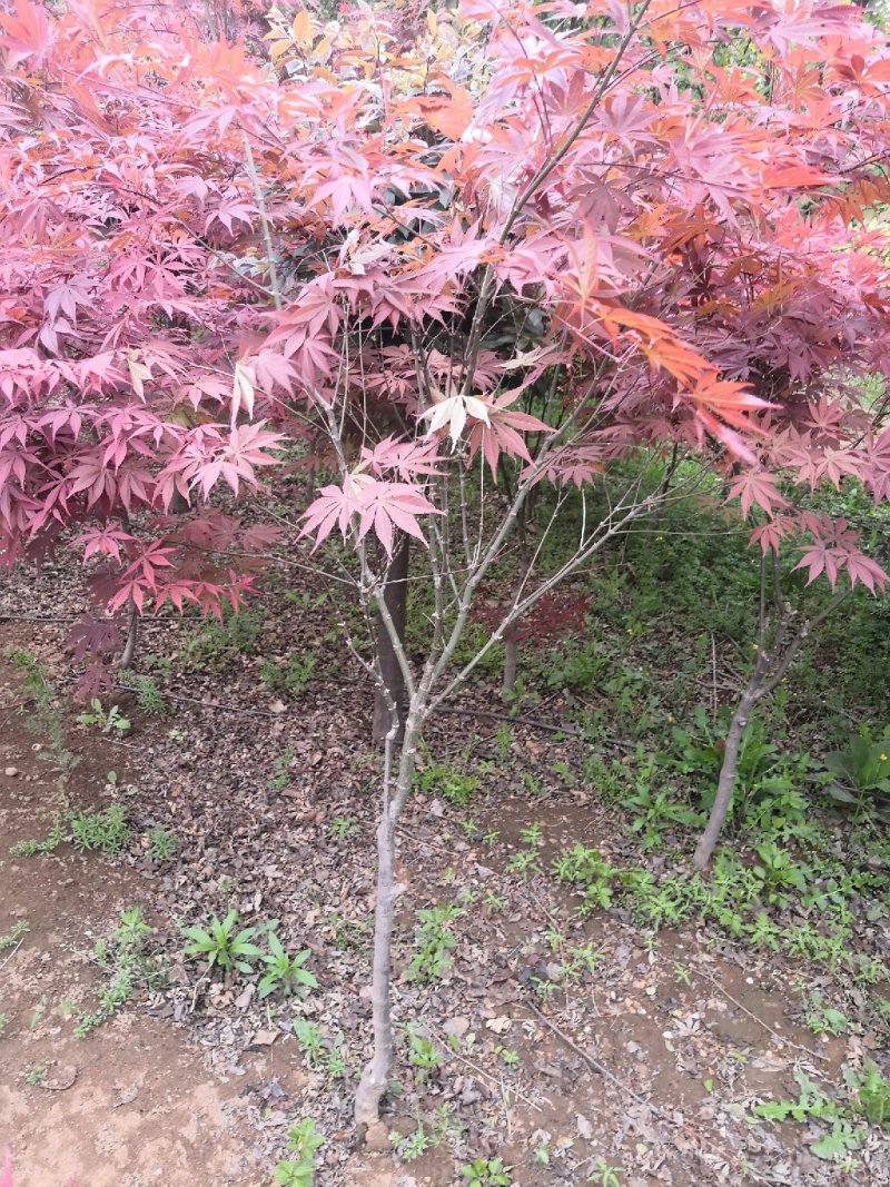 红枫