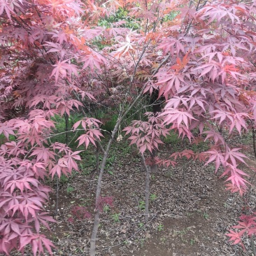 红枫