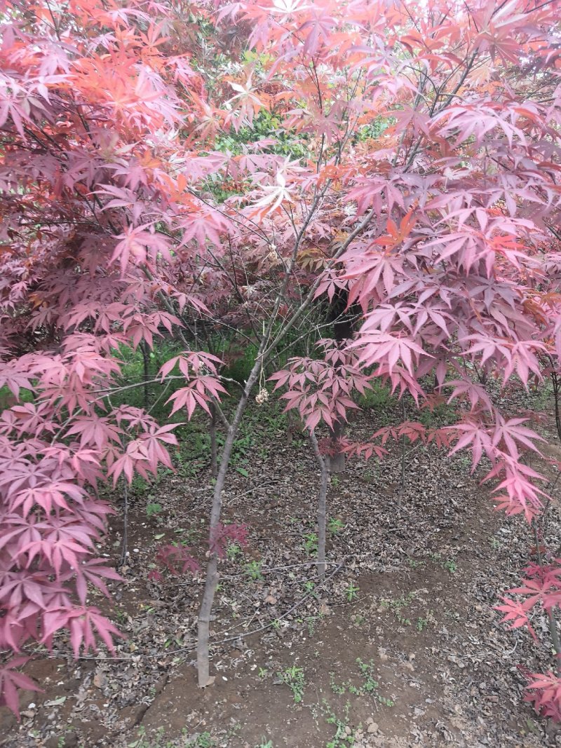 红枫