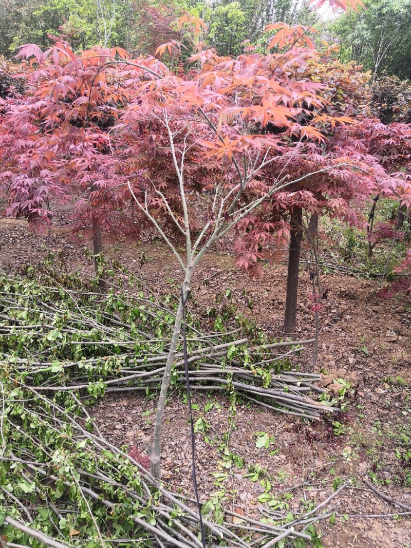 红枫