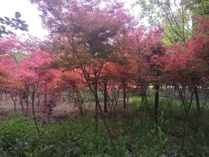 红枫