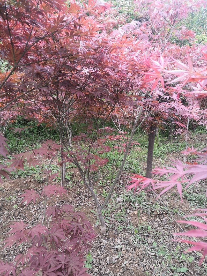 红枫