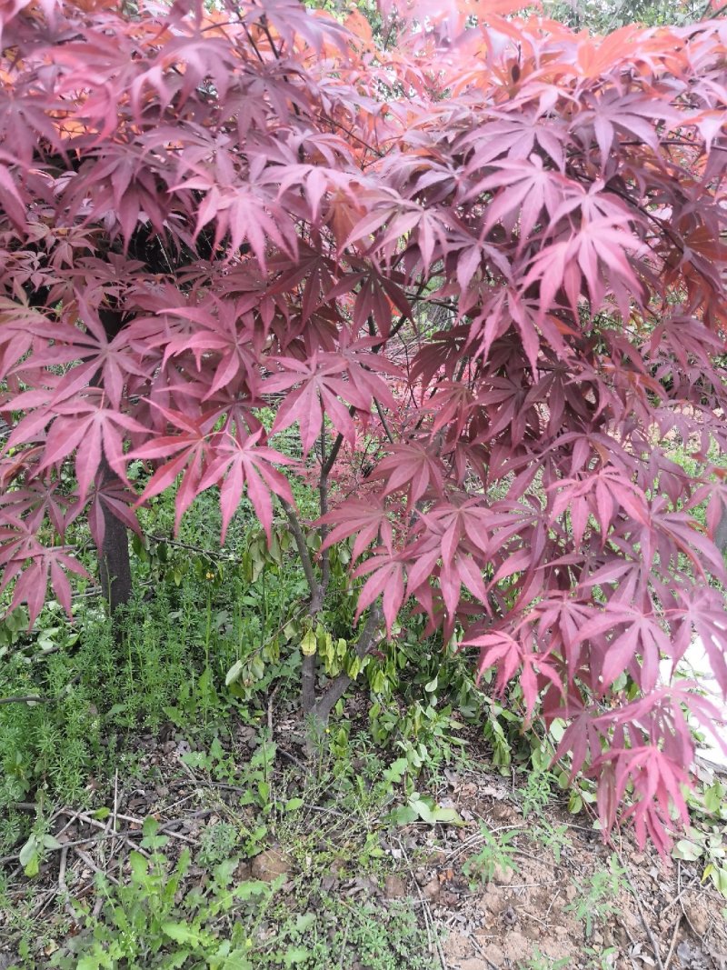 红枫