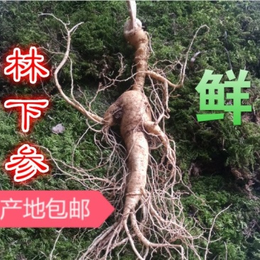 【荐】新鲜出土移山参林下参野生人参礼盒趴货长白山产地直发