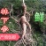 【荐】新鲜出土移山参林下参野生人参礼盒趴货长白山产地直发