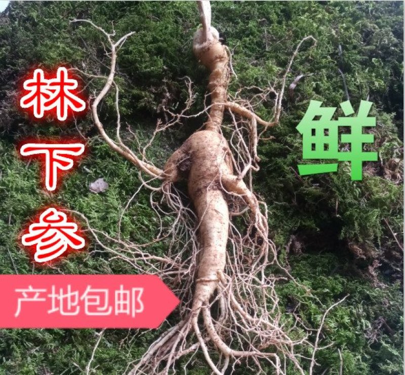 【荐】新鲜出土移山参林下参野生人参礼盒趴货长白山产地直发