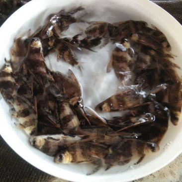 胭脂鱼苗，抗病毒生长快，量大从优，欢迎来电咨询