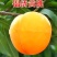 血桃黄桃黑桃苗寿仙桃2年苗嫁接苗成活率高欢迎选购