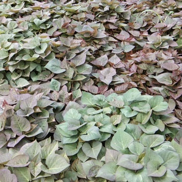 地瓜苗预定开始了