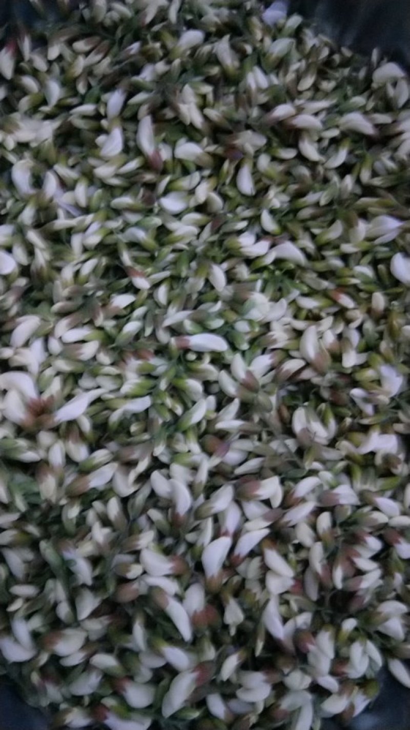 河南野生鲜洋槐花