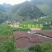 2022年新花云南文山三七花产地直销四年花包邮