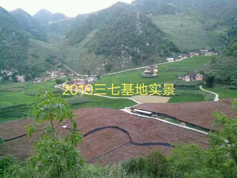 2022年新花云南文山三七花产地直销四年花包邮