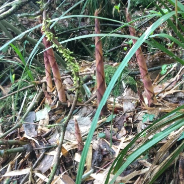 四川大凉山罗汉竹笋。这个月才刚刚出土