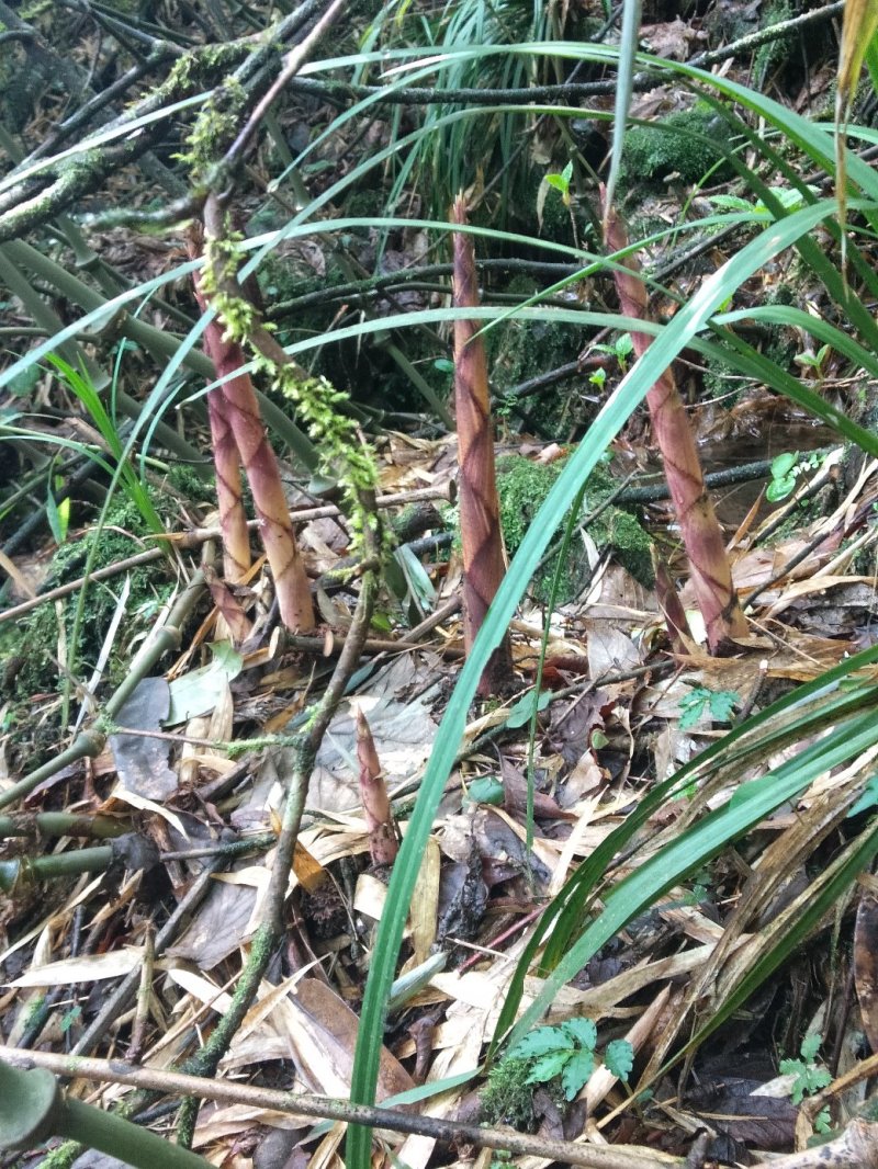 四川大凉山罗汉竹笋。这个月才刚刚出土