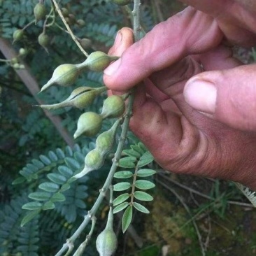 山豆根种子