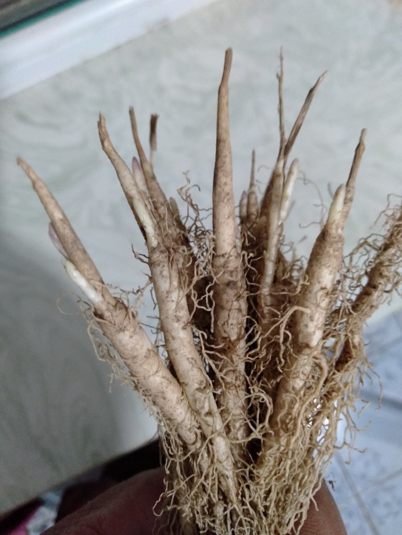野生优质白鲜皮苗