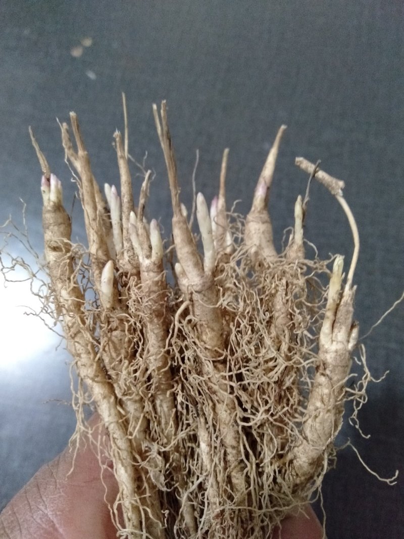 野生优质白鲜皮苗