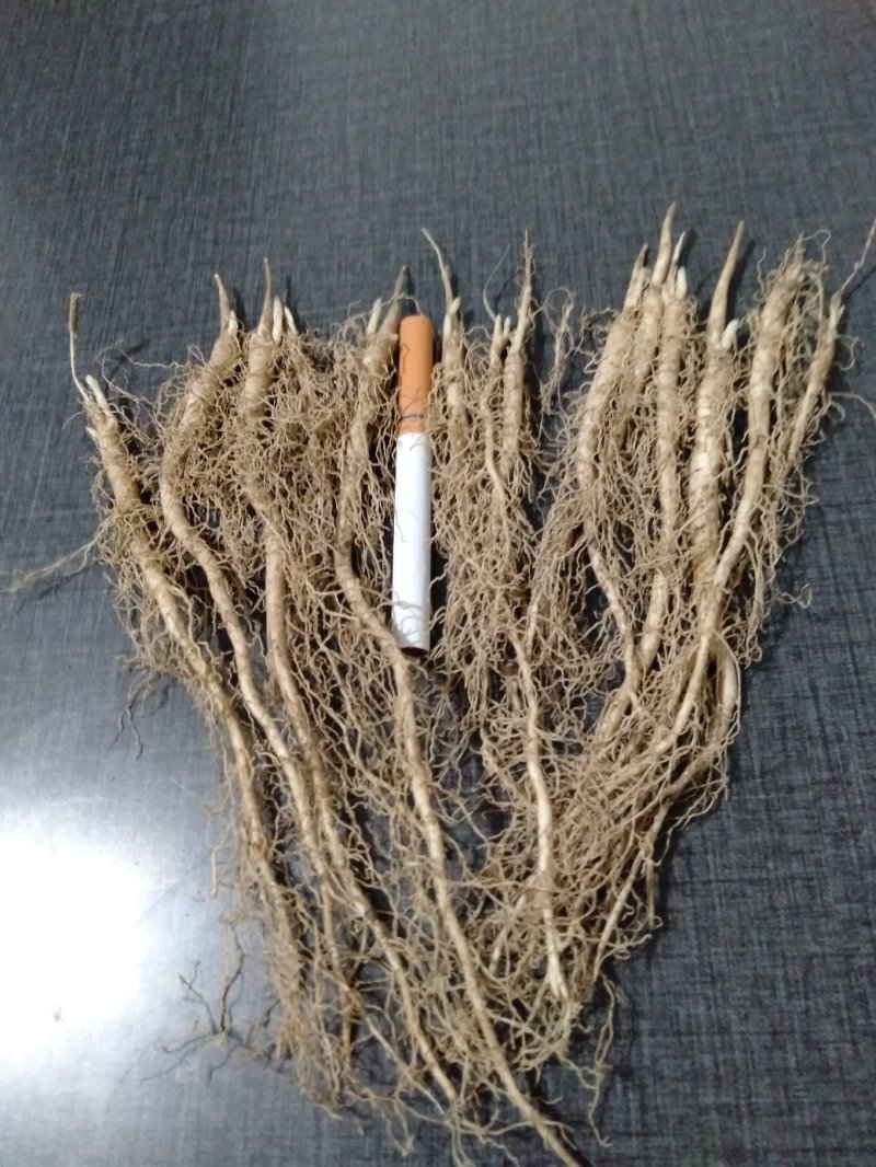 野生优质白鲜皮苗